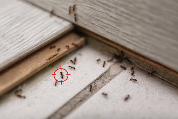 Flea Control Services in Rumson, NJ